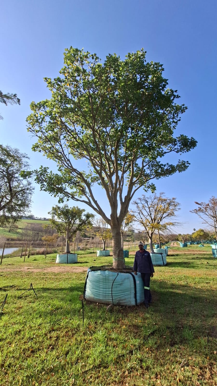 Trees South Africa photo