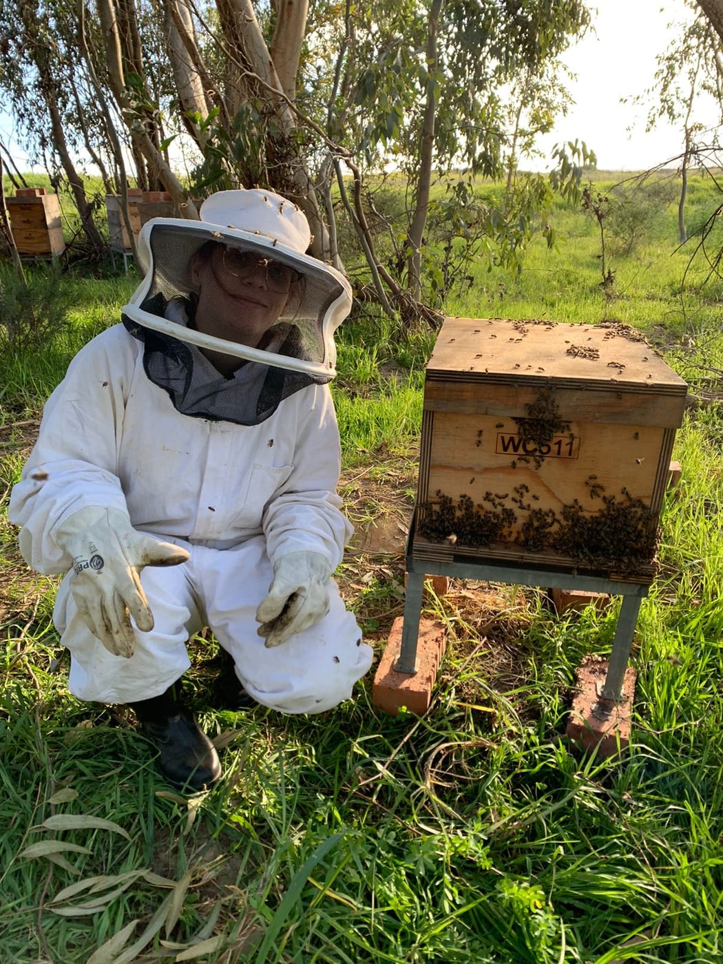 RWD honeybees